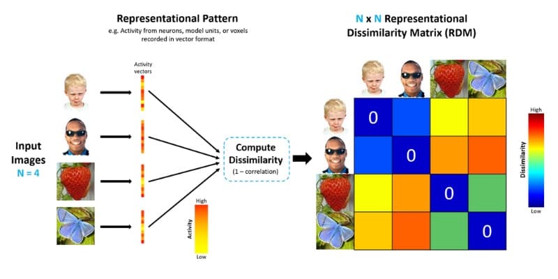 RSA results visualization